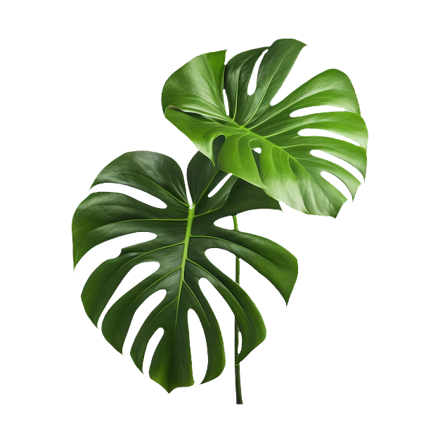 montera_leaf